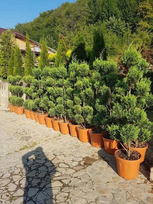 Tuia leylandi plante ornamentale