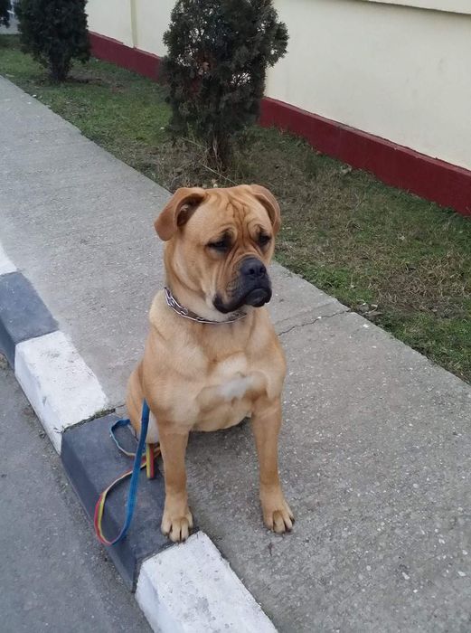 Dresaj canin la domiciliu