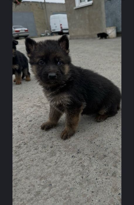Щенки немецкой овчарки,