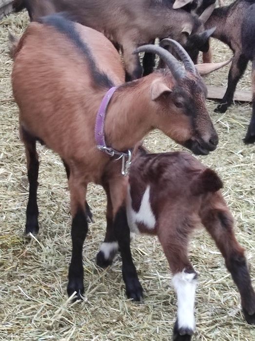 Vând cinci capre de rasa bune de lapte și un țap alpin