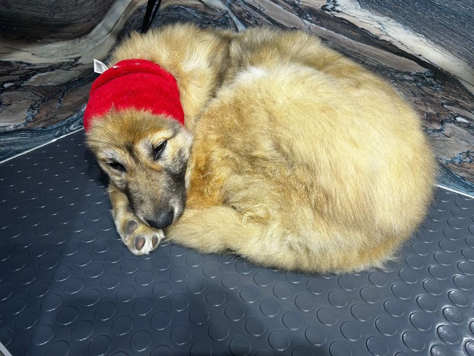 Отдам щенка 4 месяца