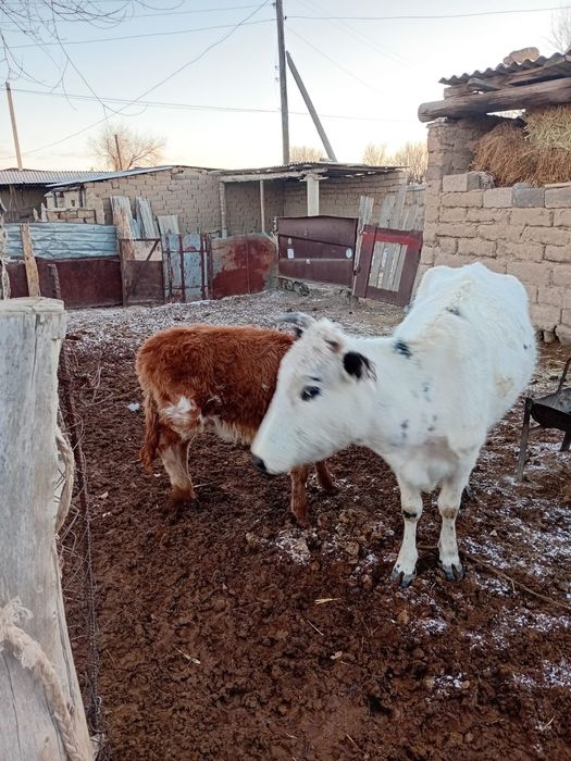 Сиыр сатылады бұзауымен