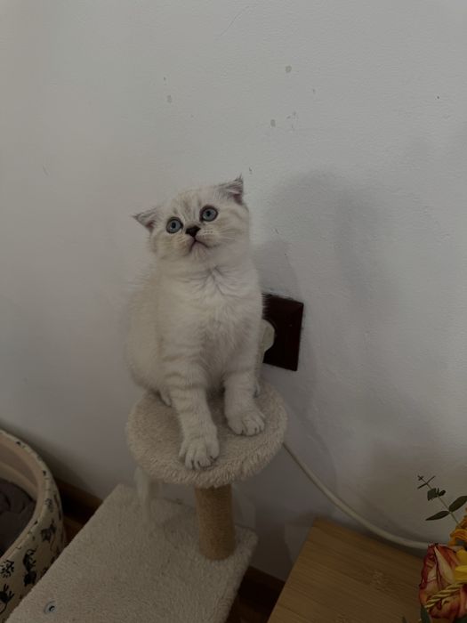 Шотландска клепоуха котка - мъжка