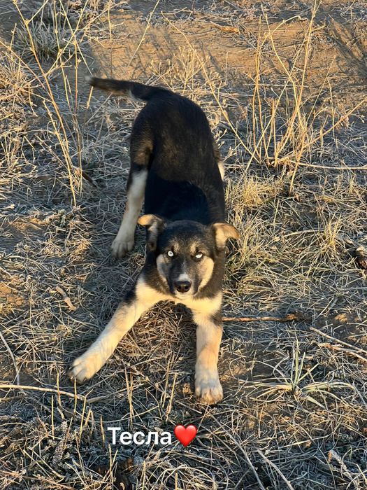 Щенки от мамы Хаски