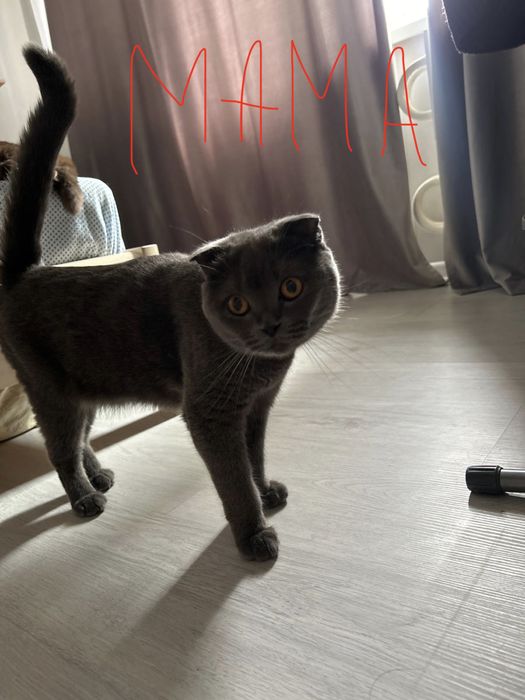 Срочно продам двух котят