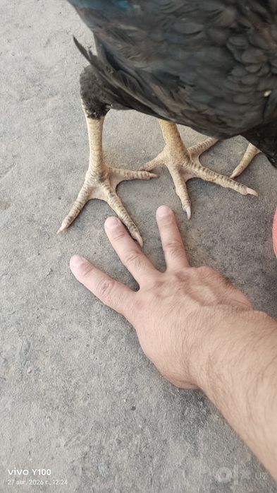 Дакан жўжалар шамо