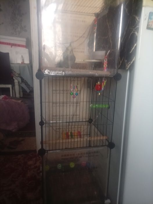 Продам попугая корелла