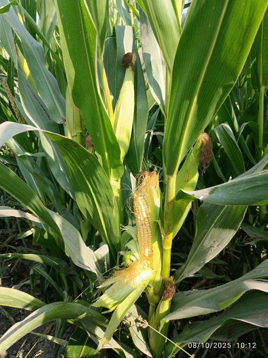 Silyos sotiladi donlik