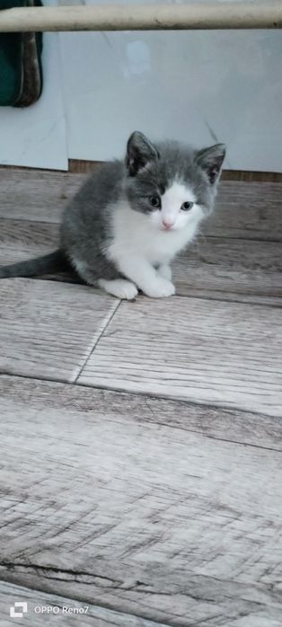 Отдам котят в хорошие руки