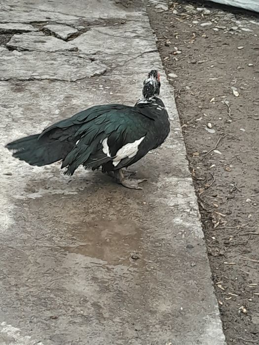 Утка шипун,инда утка