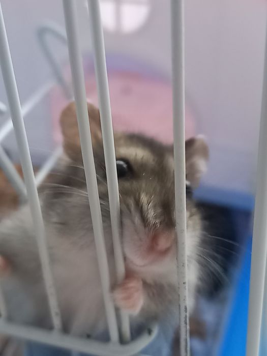 Продам маленьких хомяков