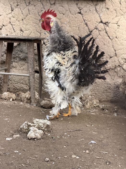 Продам карликовых петушков