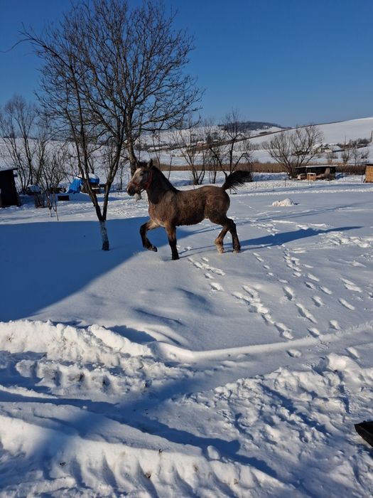 Vand mânz sur de 6 luni
