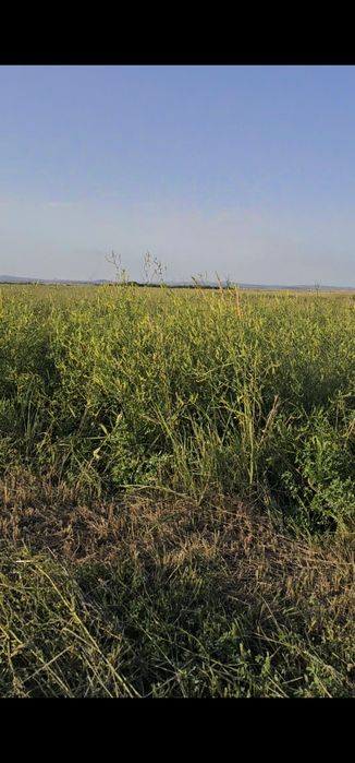 Шөп, Сена в рулонах.