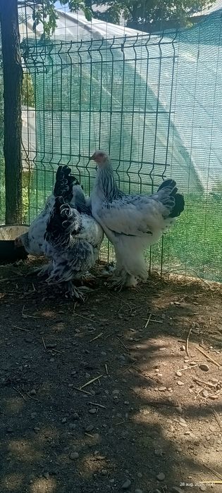 Cocoși brahma hd