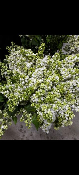 Сирень, от которой кружится голова(И не только голова)