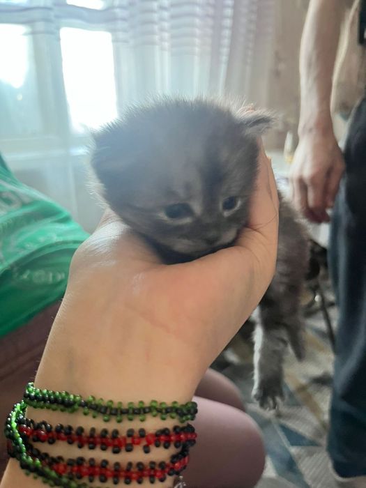 Отдам котят британцев