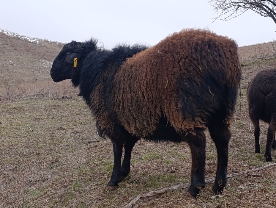 Кошкар-улучшитель