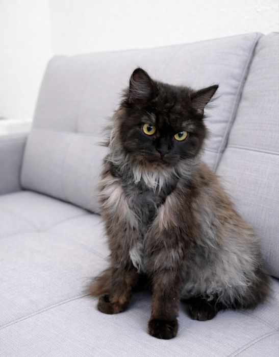 Кошка ЛУНАРИ ищет семью.