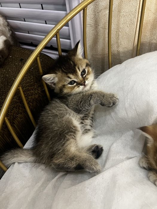 Scottish straight Scottish fold Chinchilla (Shinshilla) mushula sotila