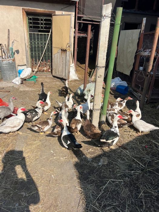 Несушки красные индоутки утки