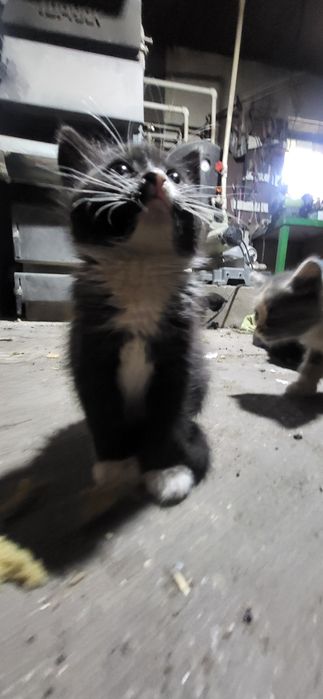Котята в добрые руки !