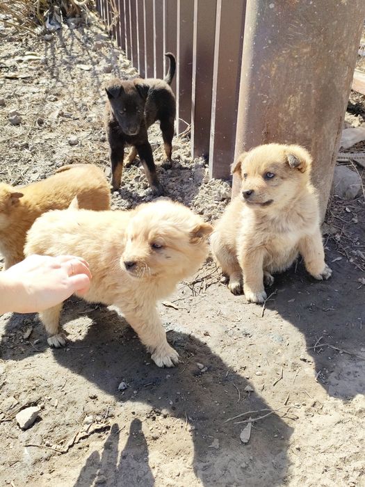 SOS. Срочно ищем хозяина.