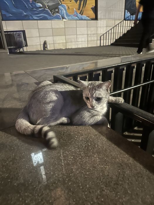 Найдена кошка кот