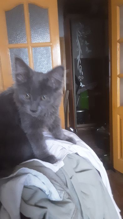 Продам котят помесных