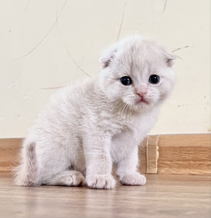 Шотлански висалухий