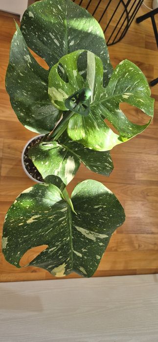Syngonium, begonia, scindapsus , philodendron, thai, adansonii mint