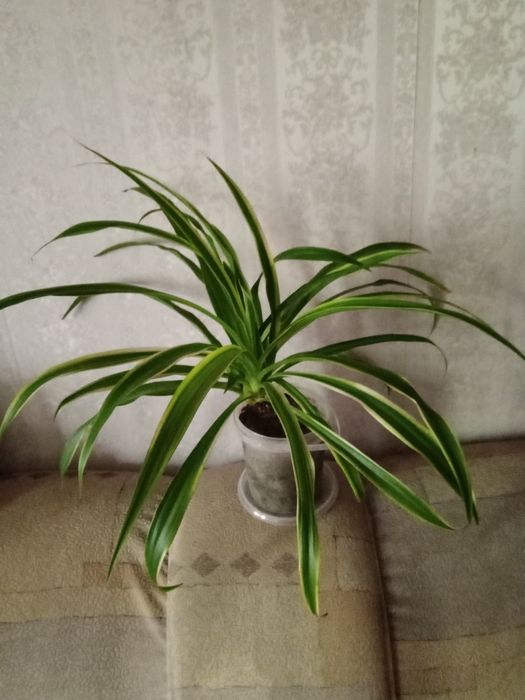 Хлорофитум, мята , лаванда .