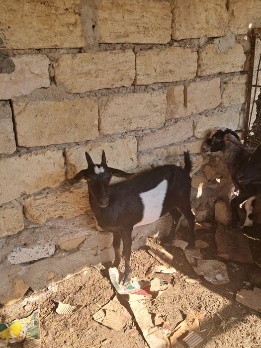 Сауын ешки, лактар сатылады