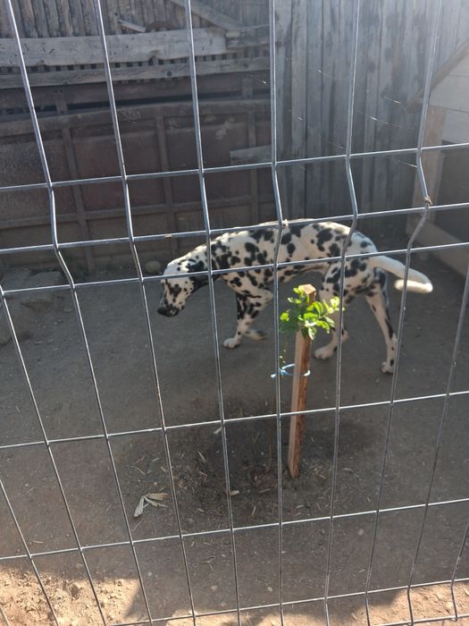 Spre adopție Dalmatian
