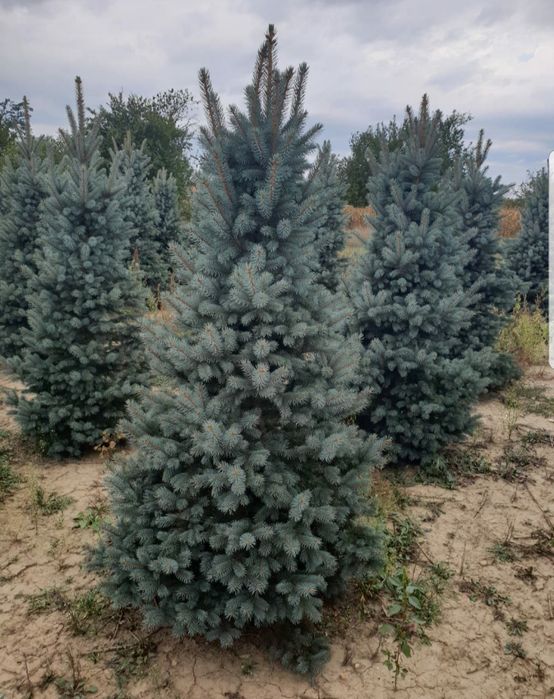 leylandii, gard viu plante ornamentale Chiparos Leylandii gard viu, livrare rapidă