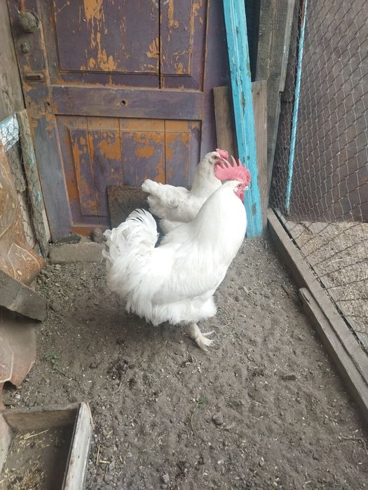 Белый маран и брама