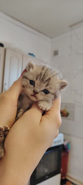 Шотландские котята страйт