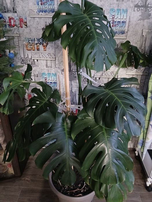 Продам комнатные растения