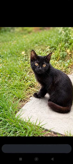 Котенок ищет дом!
