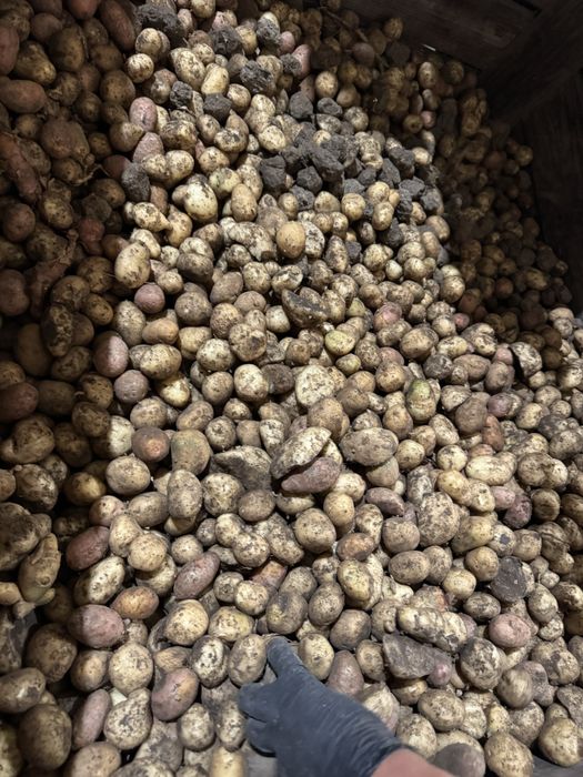 Vand cartofi calibru mic