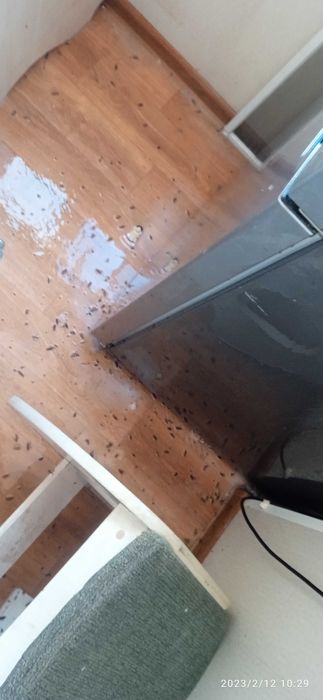 Dezinfeksiya Buxoro, Бухара Дезинфекция klapa, таракан, Чивин, Бурга