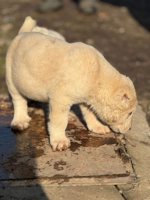 Тобет САО шенки продается