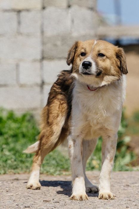 Оскар ждет свою семью!