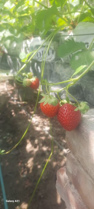 Koreyskiy bettabery yangi avlod kochatlari sotiladi