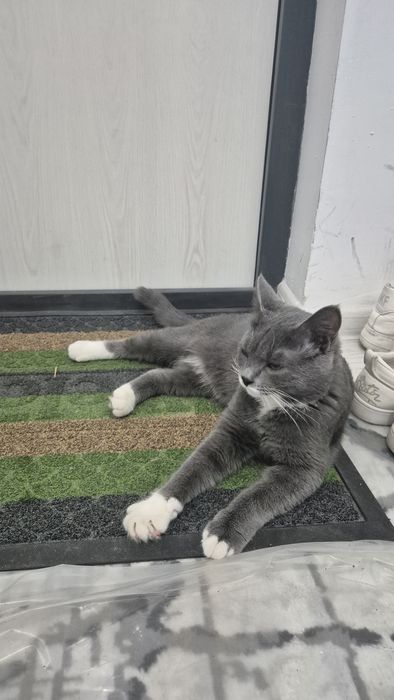 Strite Mushuk Sotiladi