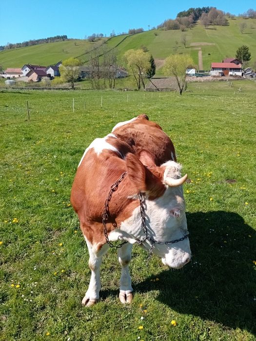 Vind vaca baltata romaneasca