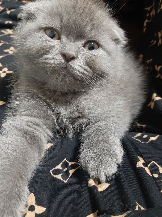 Ўғил 1 ярим ойли скоттиш фолд
