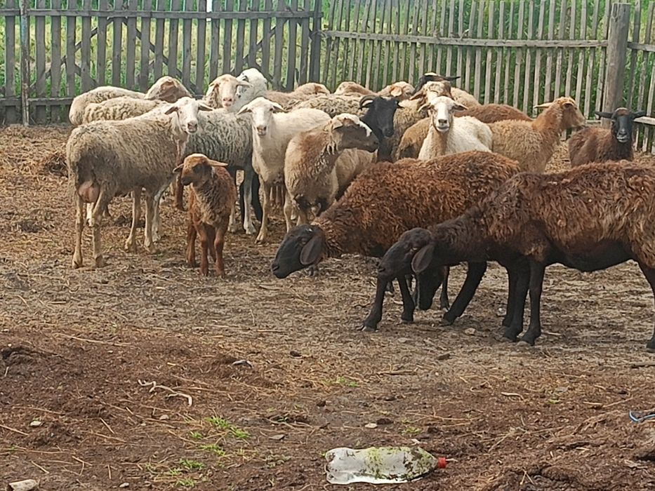 Продам овцематок на развод.