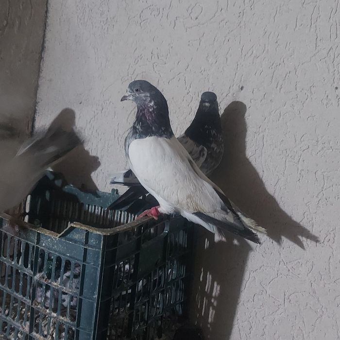 Пакистан  самец  кобра шей