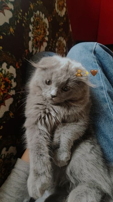 Mushukcha redol onasi shatlanski  qiz mushul